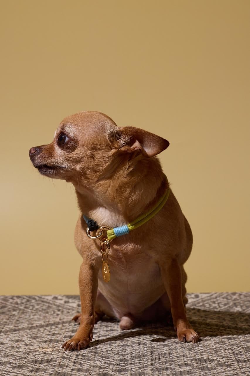 Perro de un cliente con su pieza MIJO