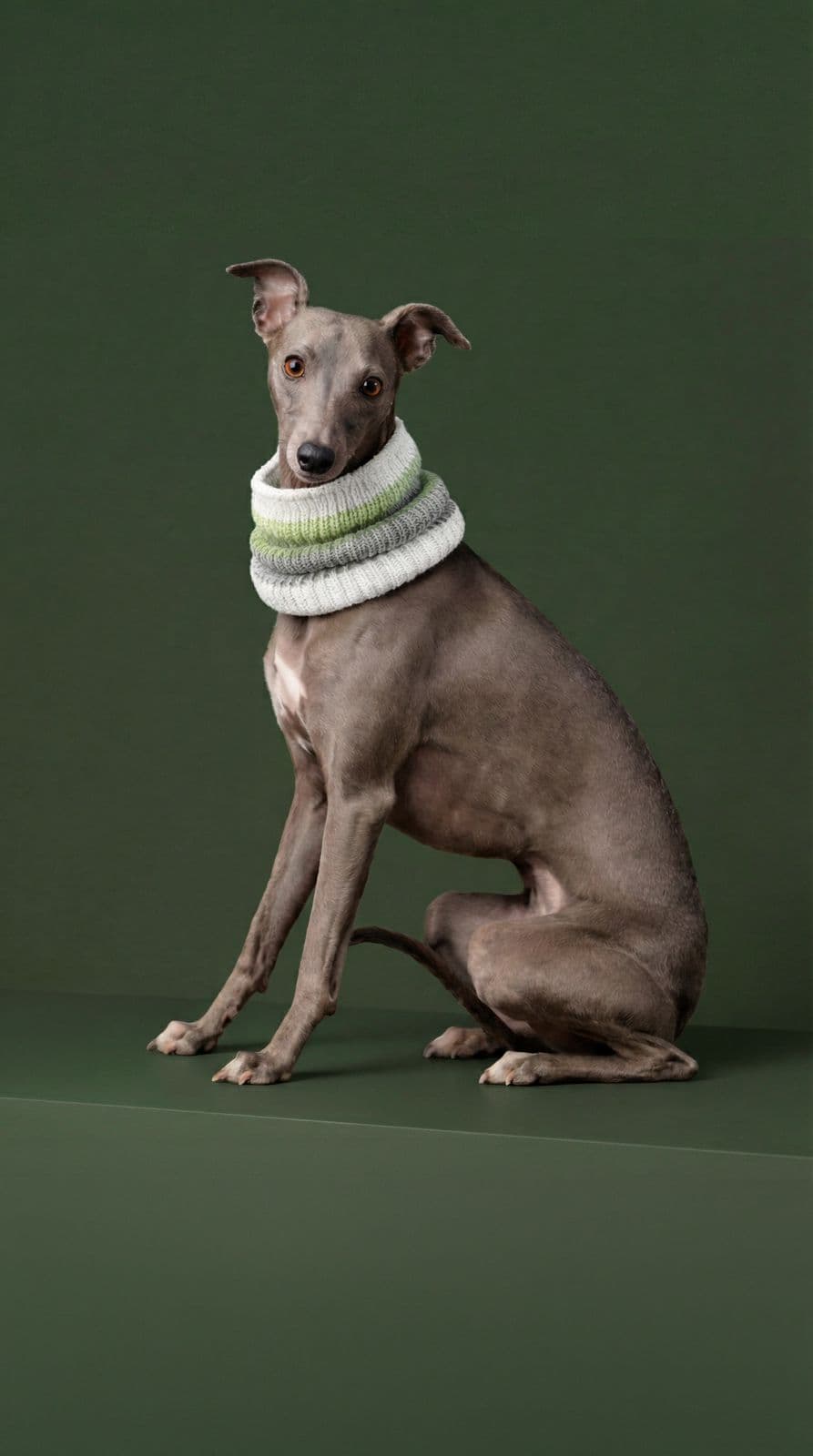 Galgo con el cuello tejido de MIJO, hecho en el taller