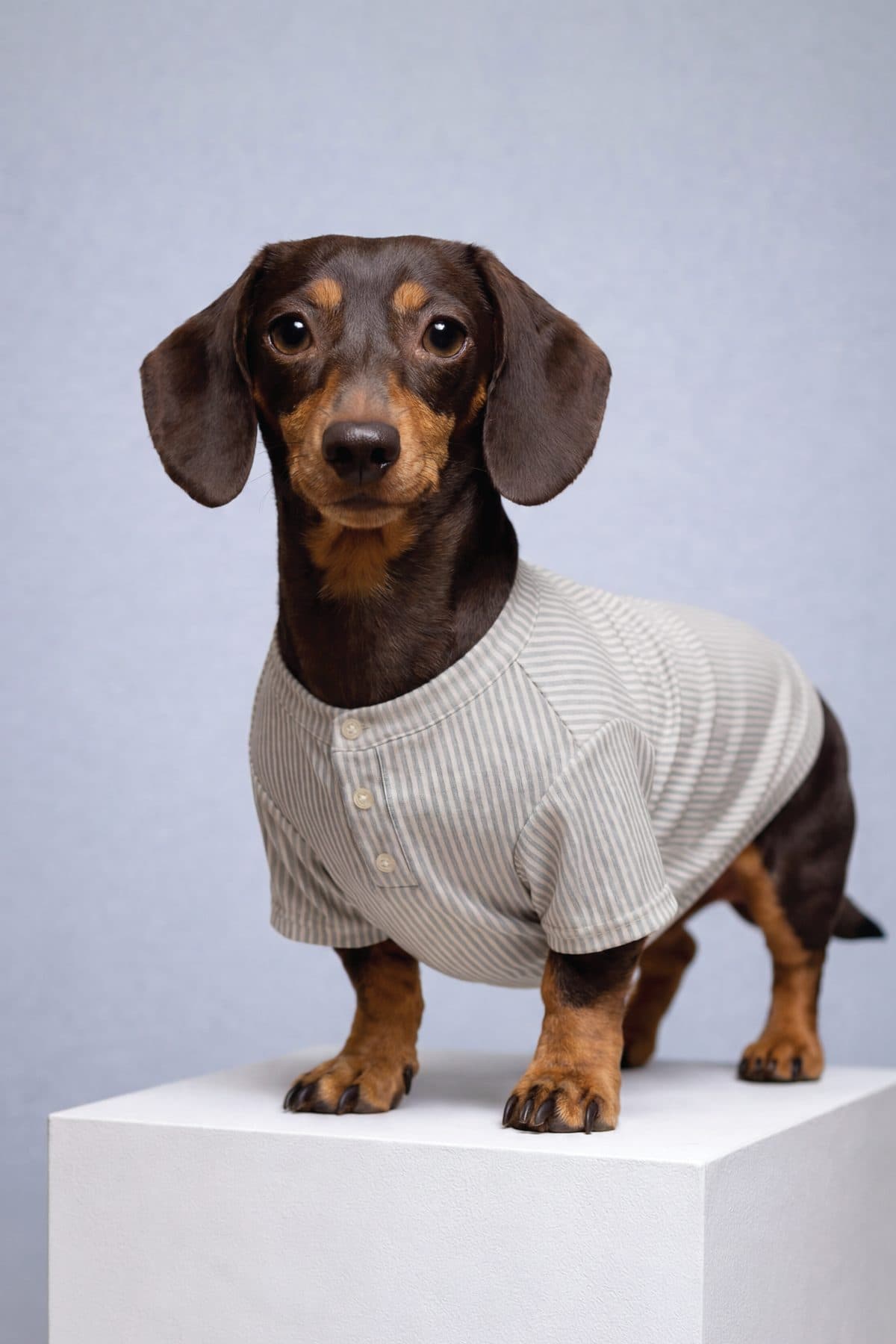 Perro de un cliente con su pieza MIJO